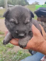 Pink collar, a female German Shepherd Dog for sale in Cleveland, VA – 5 of 10