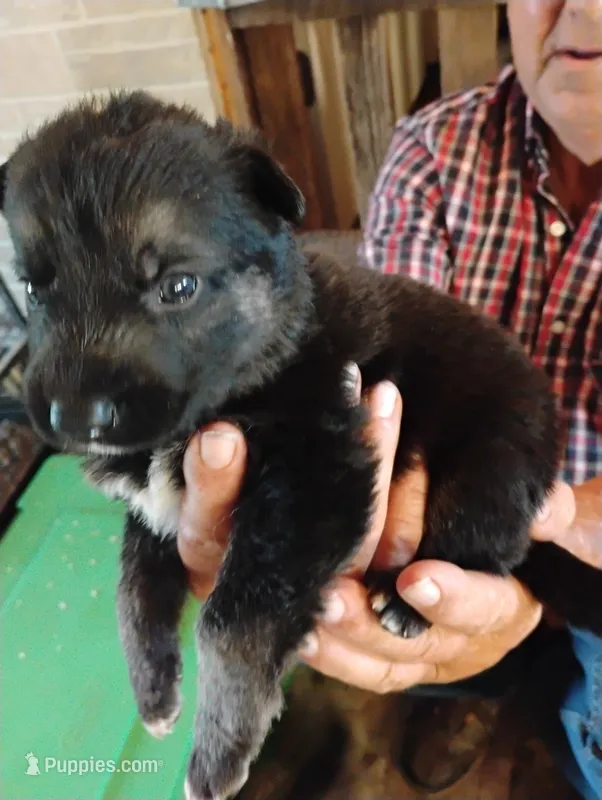 Sky blue – German Shepherd Dog puppy for sale in Cleveland, VA