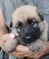 Pink collar, a female German Shepherd Dog for sale in Cleveland, VA – 4 of 8