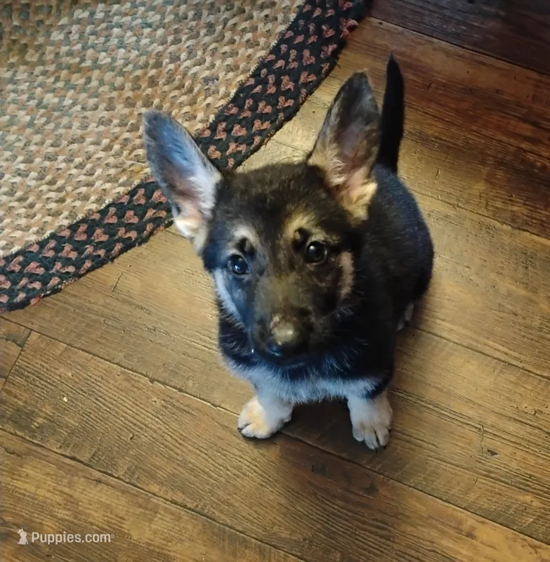 Bright orange collar  – German Shepherd Dog puppy for sale in Cleveland, VA