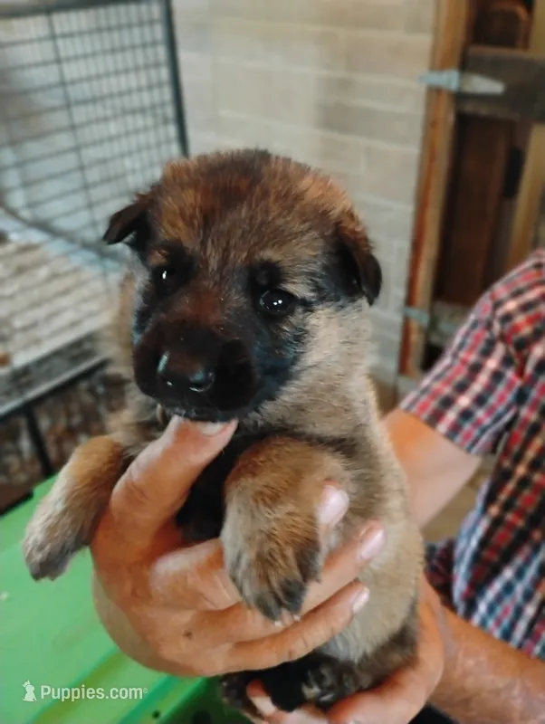 Aqua collar  – German Shepherd Dog puppy for sale in Cleveland, VA