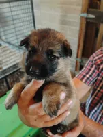 Aqua collar , a female German Shepherd Dog for sale in Cleveland, VA – 1 of 10