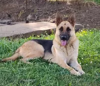 Copper collar , a female German Shepherd Dog for sale in Cleveland, VA – 8 of 10