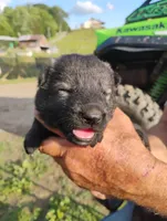 Blue collar , a male German Shepherd Dog for sale in Cleveland, VA – 5 of 9