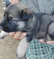 Silver collar, a female German Shepherd Dog for sale in Cleveland, VA – 3 of 9