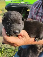 Green collar, a male German Shepherd Dog for sale in Cleveland, VA – 2 of 10