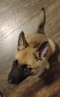 Green collar, a female German Shepherd Dog for sale in Cleveland, VA – 4 of 10