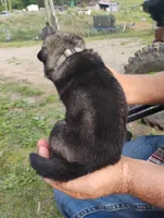 Silver collar, a male German Shepherd Dog for sale in Cleveland, VA – 6 of 10