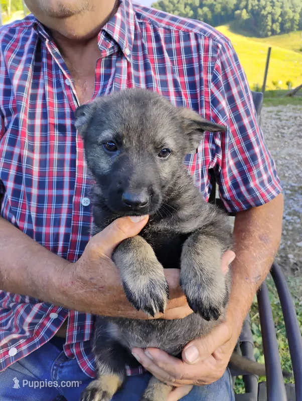 Pink collar – German Shepherd Dog puppy for sale in Cleveland, VA