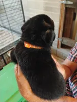 Bright orange collar , a male German Shepherd Dog for sale in Cleveland, VA – 3 of 10
