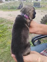 Lite purple collar, a female German Shepherd Dog for sale in Cleveland, VA – 3 of 10