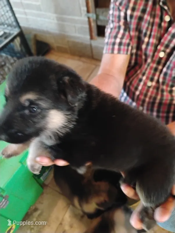 Bright orange collar  – German Shepherd Dog puppy for sale in Cleveland, VA