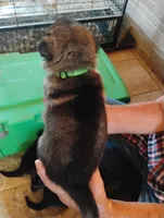 Grass green collar , a male German Shepherd Dog for sale in Cleveland, VA – 2 of 10