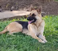 Black collar, a male German Shepherd Dog for sale in Cleveland, VA – 9 of 10