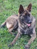 Green collar, a female German Shepherd Dog for sale in Cleveland, VA – 6 of 8