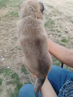 Grey collar, a male German Shepherd Dog for sale in Cleveland, VA – Photo 6 of 9