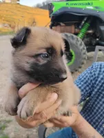 Grey collar, a male German Shepherd Dog for sale in Cleveland, VA – Photo 2 of 9