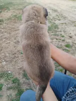 Grey collar, a male German Shepherd Dog for sale in Cleveland, VA – Photo 4 of 9