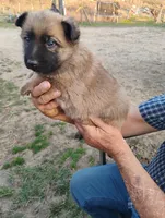 Grey collar, a male German Shepherd Dog for sale in Cleveland, VA – Photo 3 of 9