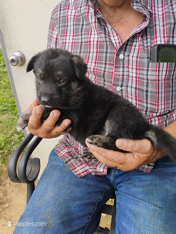 Teal collar – German Shepherd Dog puppy for sale in Cleveland, VA