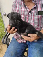 Teal collar, a male German Shepherd Dog for sale in Cleveland, VA – 1 of 10