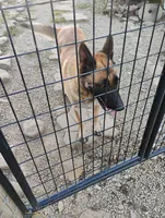 Silver collar, a female German Shepherd Dog for sale in Cleveland, VA – 8 of 9