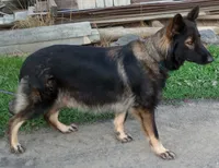 Purple collar, a female German Shepherd Dog for sale in Cleveland, VA – 4 of 10