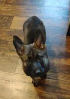 Yellow collar, a female German Shepherd Dog for sale in Cleveland, VA – 5 of 10
