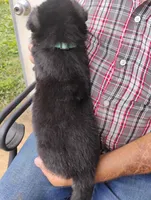 Teal collar, a male German Shepherd Dog for sale in Cleveland, VA – 4 of 10