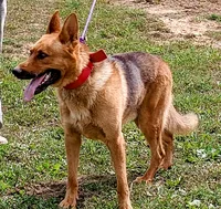 Apricot collar, a female German Shepherd Dog for sale in Cleveland, VA – 10 of 10