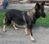Lite pink, a female German Shepherd Dog for sale in Cleveland, VA – 8 of 10