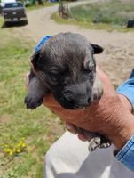 Violet blue, a male German Shepherd Dog for sale in Cleveland, VA – 3 of 10