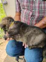 Yellow collar, a female German Shepherd Dog for sale in Cleveland, VA – 2 of 9