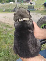 Silver collar, a male German Shepherd Dog for sale in Cleveland, VA – 5 of 10
