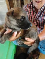 Black collar, a male German Shepherd Dog for sale in Cleveland, VA – 3 of 10