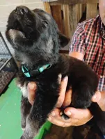 Sky blue, a male German Shepherd Dog for sale in Cleveland, VA – 6 of 10