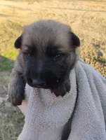 Grey collar, a male German Shepherd Dog for sale in Cleveland, VA – Photo 2 of 9