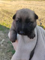 Grey collar, a male German Shepherd Dog for sale in Cleveland, VA – Photo 1 of 9