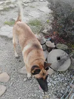 Grey collar, a male German Shepherd Dog for sale in Cleveland, VA – Photo 9 of 9