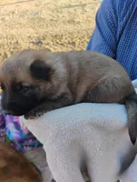 Grey collar, a male German Shepherd Dog for sale in Cleveland, VA – Photo 6 of 9