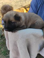 Grey collar, a male German Shepherd Dog for sale in Cleveland, VA – Photo 4 of 9