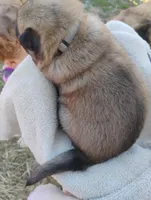 Grey collar, a male German Shepherd Dog for sale in Cleveland, VA – Photo 7 of 9