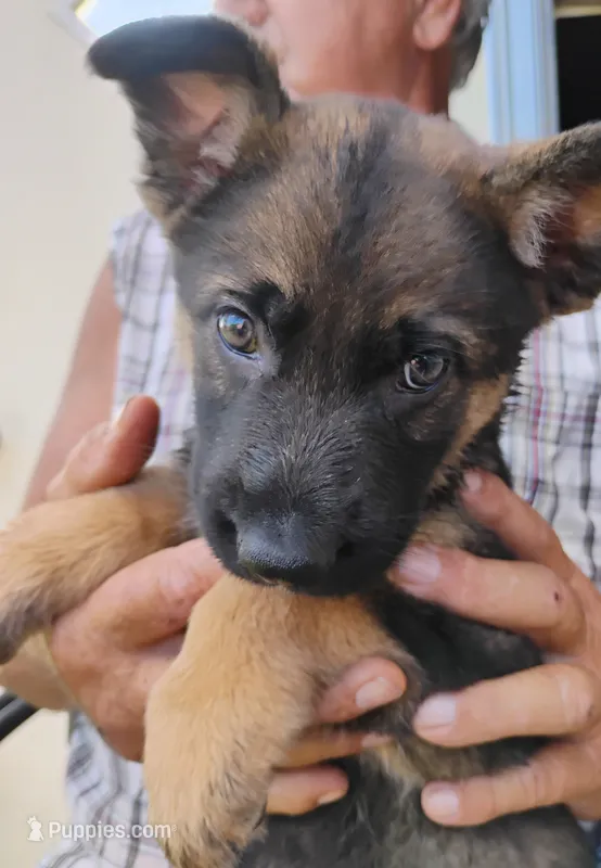 Silver collar – German Shepherd Dog puppy for sale in Cleveland, VA