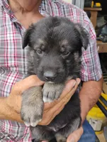 Teal collar, a male German Shepherd Dog for sale in Cleveland, VA – 5 of 10