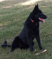 Green collar, a male German Shepherd Dog for sale in Cleveland, VA – 10 of 10