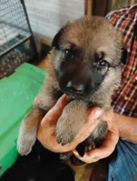 Copper collar , a female German Shepherd Dog for sale in Cleveland, VA – 10 of 10