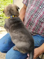 Yellow collar, a female German Shepherd Dog for sale in Cleveland, VA – 4 of 9
