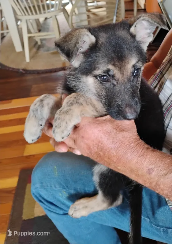Dark blue – German Shepherd Dog puppy for sale in Cleveland, VA