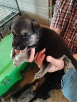 Dark blue, a male German Shepherd Dog for sale in Cleveland, VA – 4 of 10