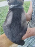 Silver collar, a female German Shepherd Dog for sale in Cleveland, VA – 5 of 9